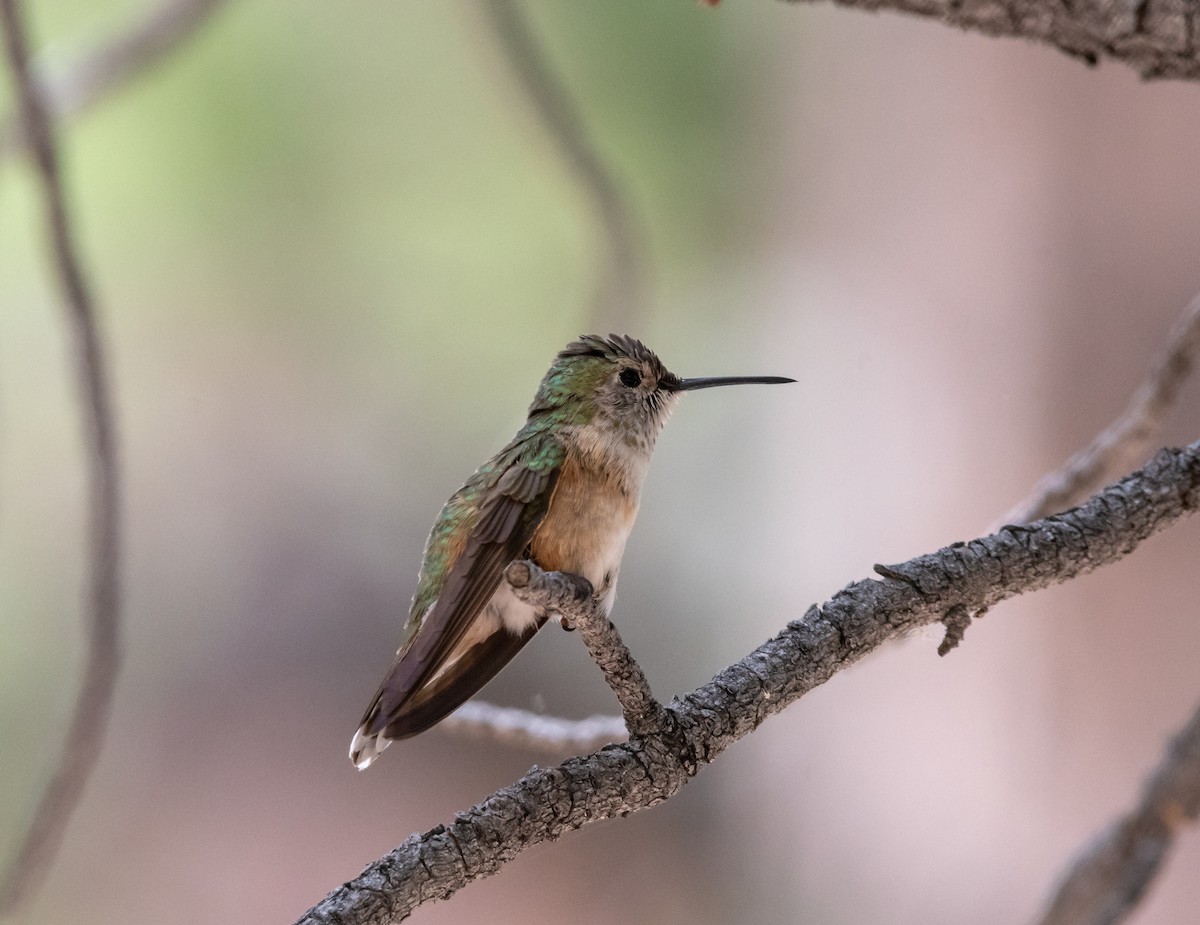 Broad-tailed Hummingbird - Bob Morrison