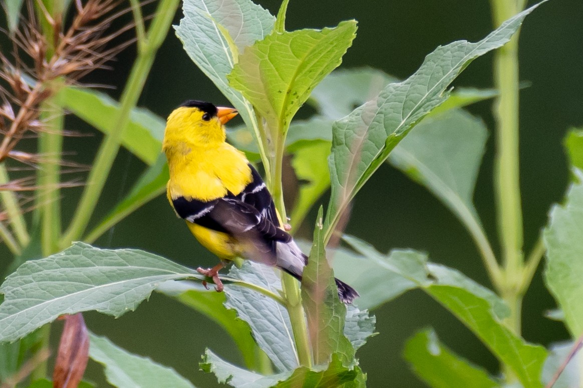 American Goldfinch - ML108348911