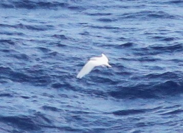 Red-tailed Tropicbird - ML108349251