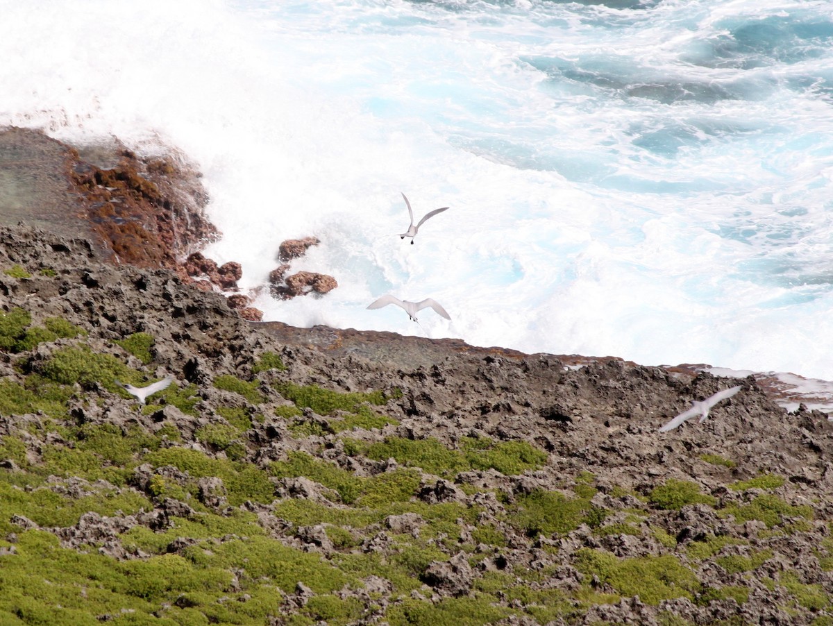Red-tailed Tropicbird - ML108349651