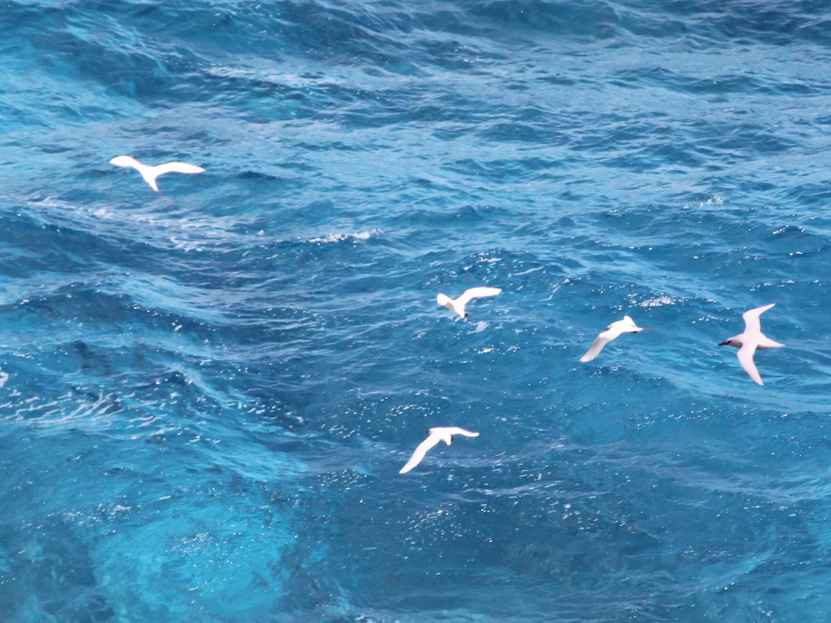 Red-tailed Tropicbird - ML108349711