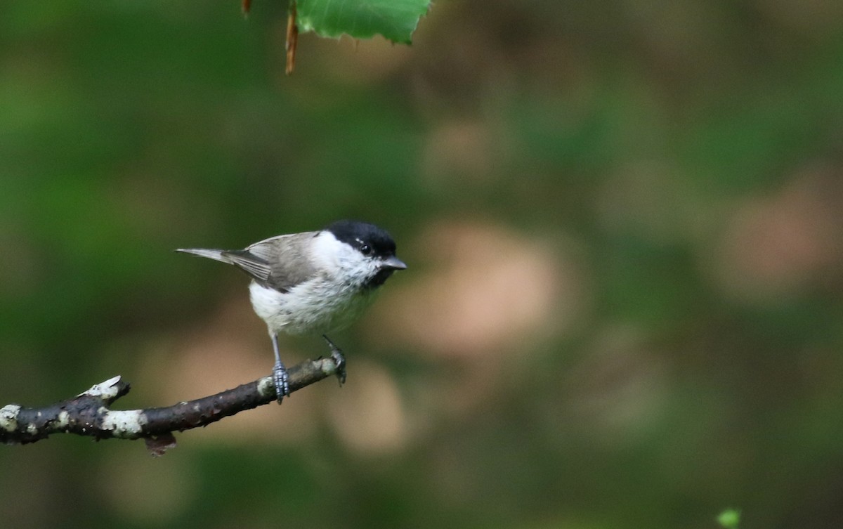 Marsh Tit - ML108350821