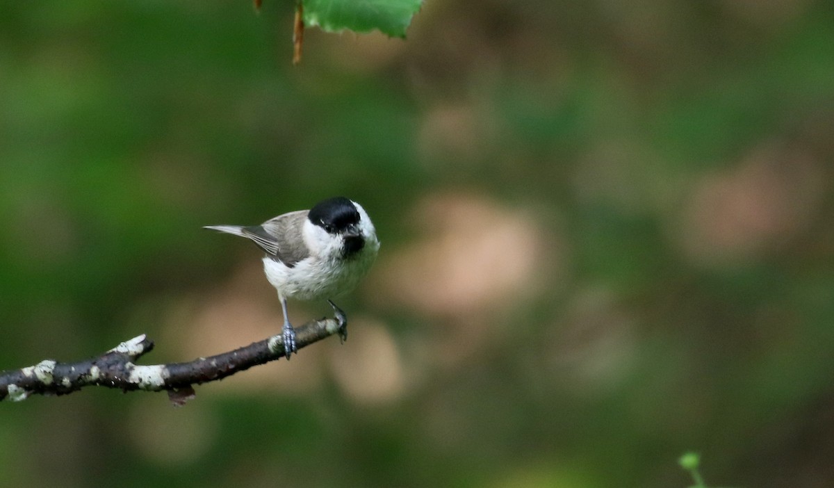 Marsh Tit - ML108350831