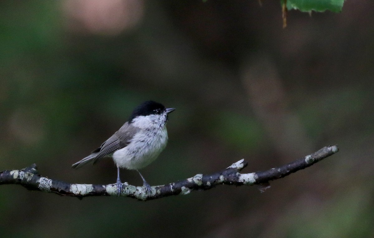 Marsh Tit - ML108350881