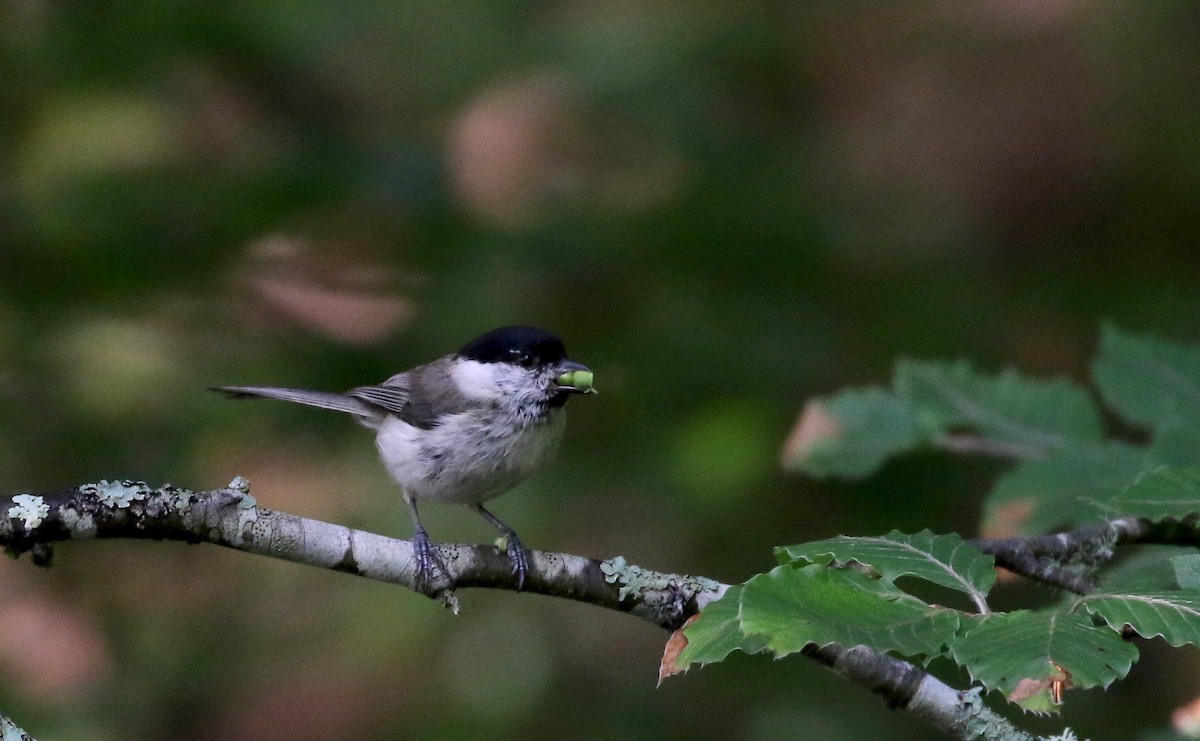 Mésange nonnette - ML108350921