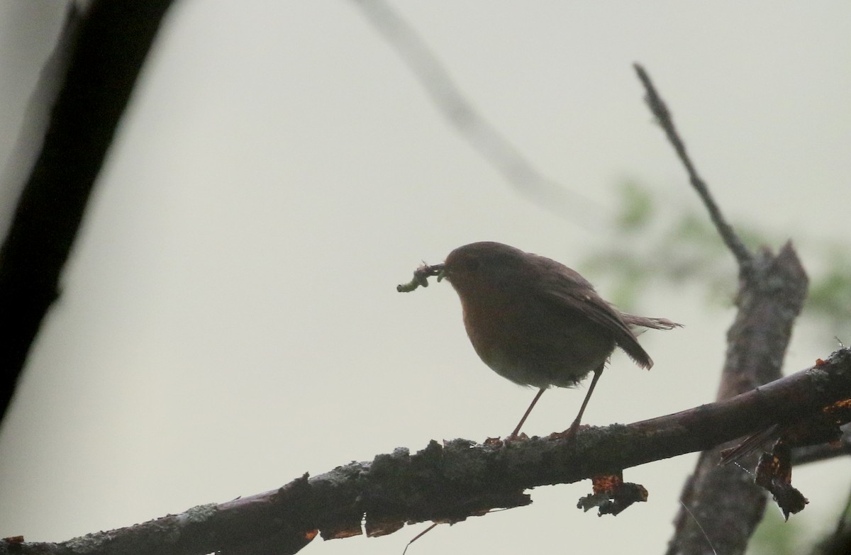 European Robin - ML108350961