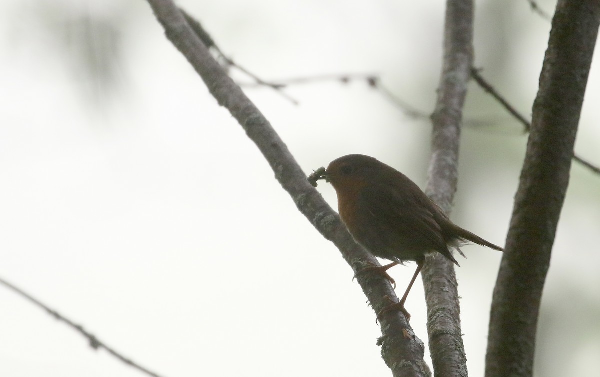 European Robin - ML108350991