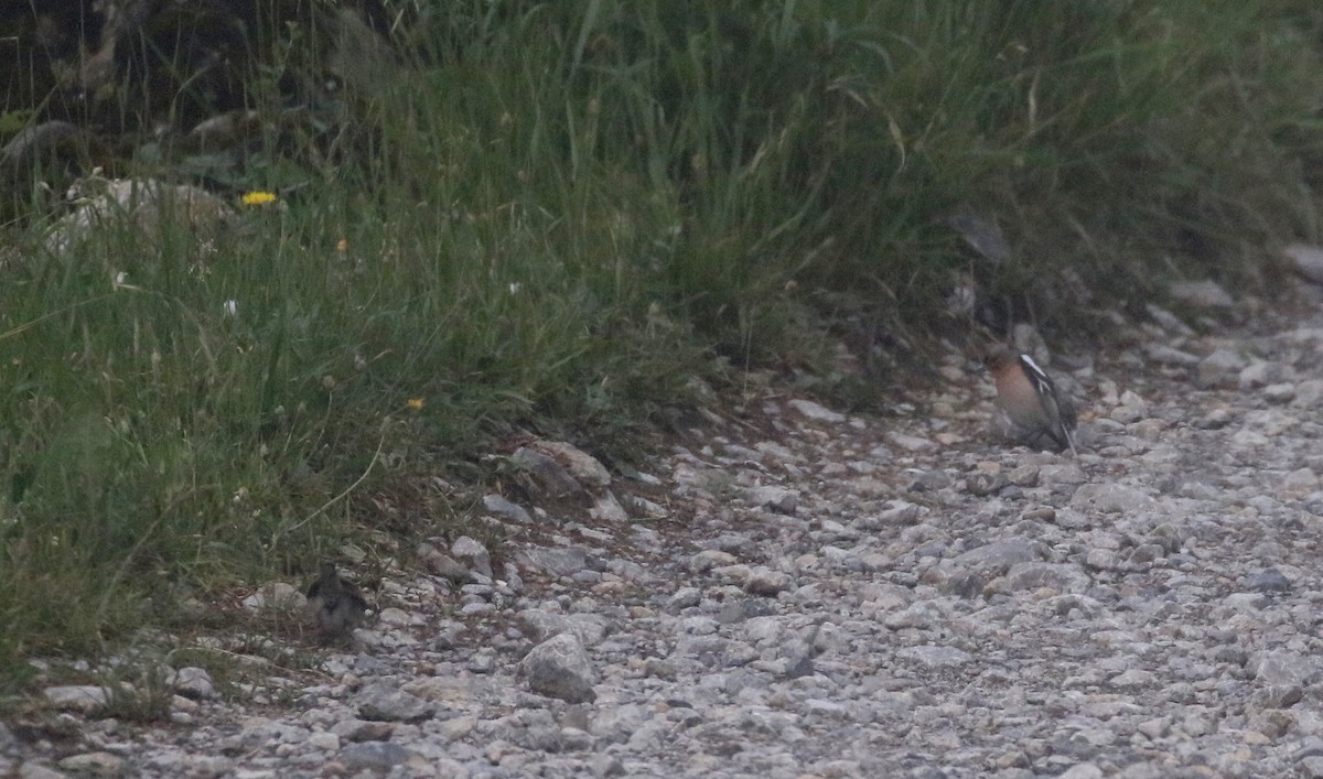 Common Chaffinch - Jay McGowan