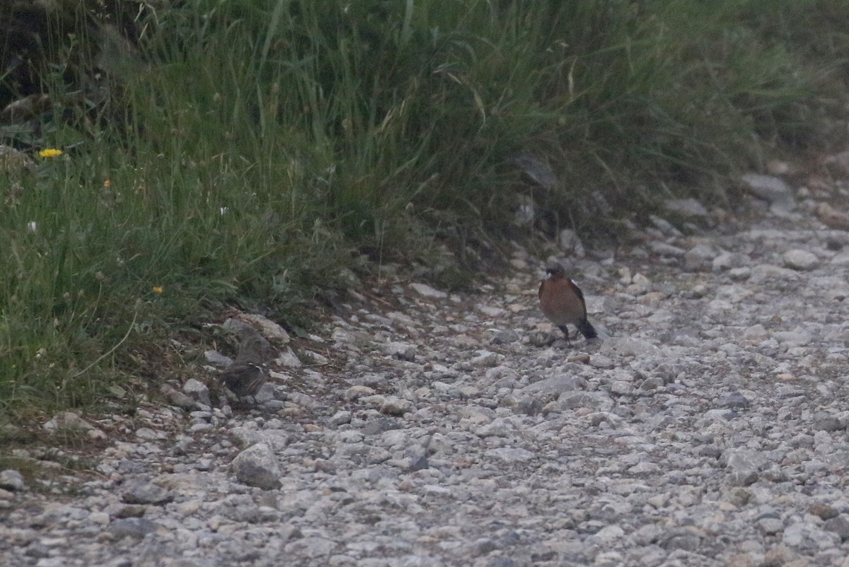 Common Chaffinch - ML108351111