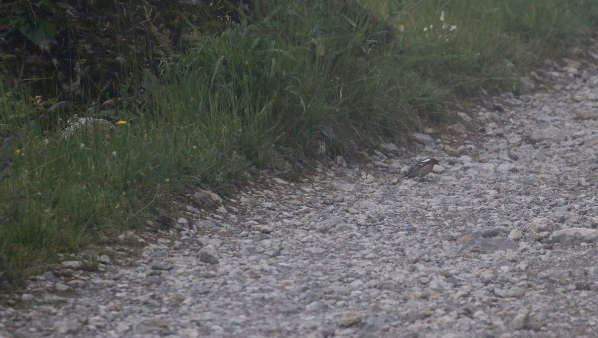 Common Chaffinch - ML108351121