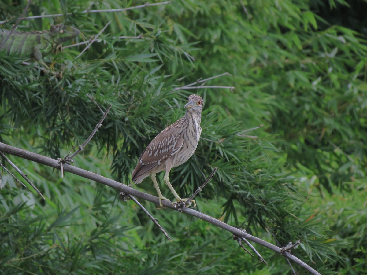 Black-crowned Night Heron - Paul Stufkens