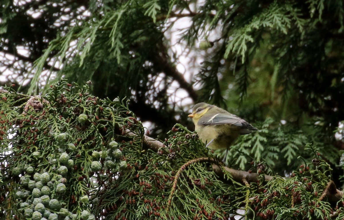 Mésange bleue - ML108351601