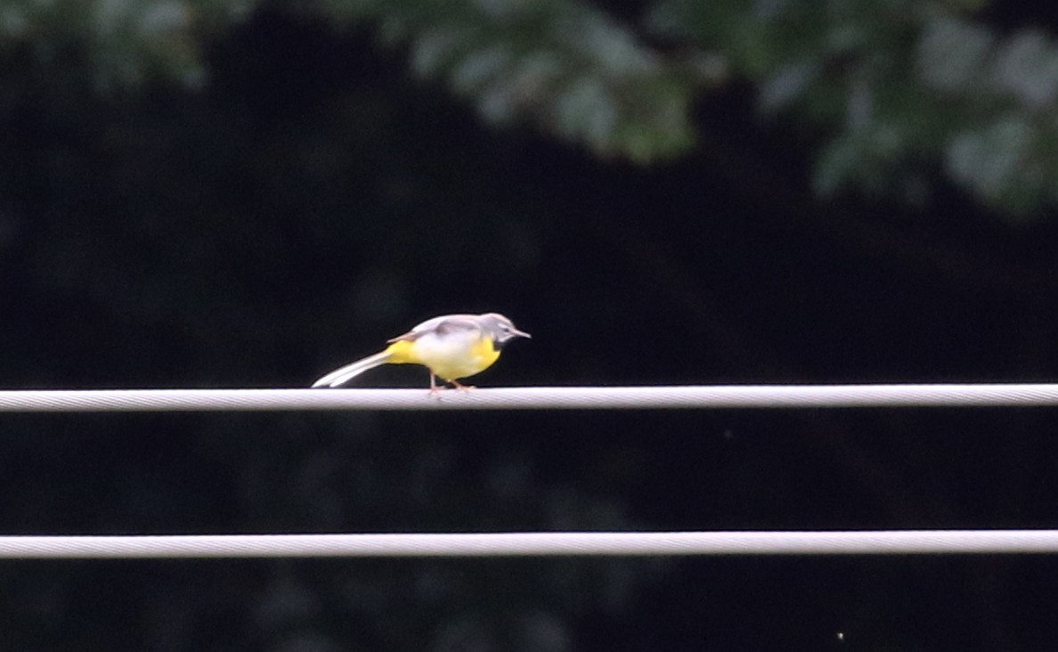 Gray Wagtail - ML108351661