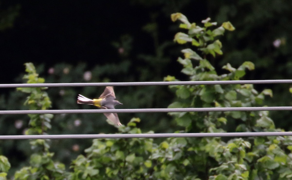 Gray Wagtail - Jay McGowan