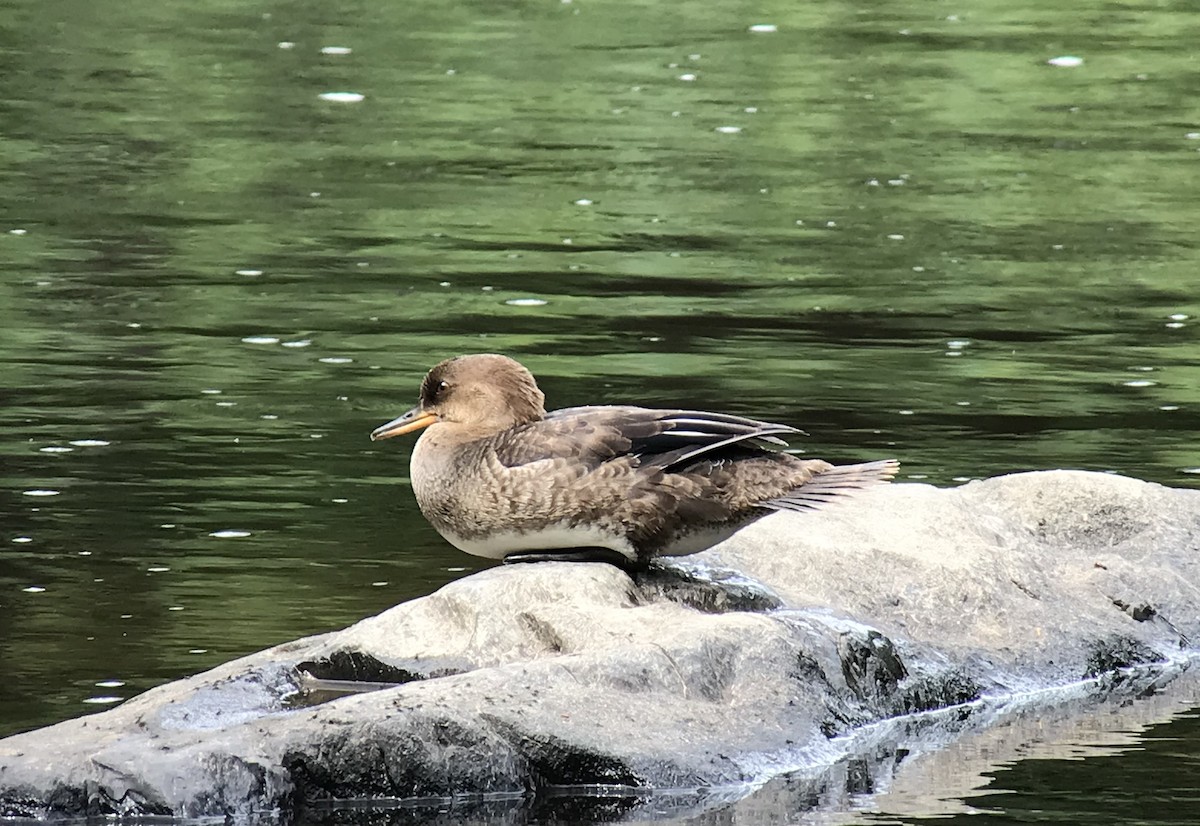 Hooded Merganser - ML108353111