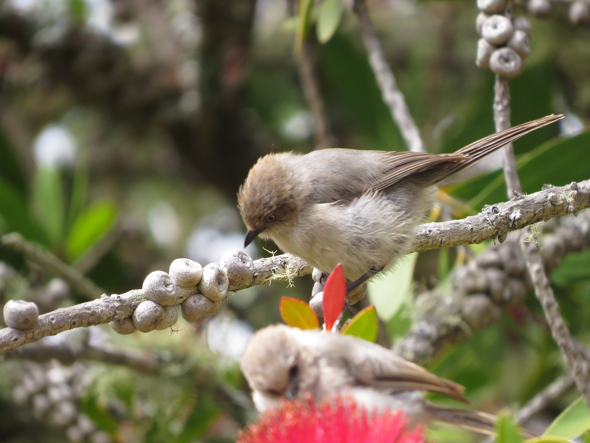 Bushtit - ML108353261