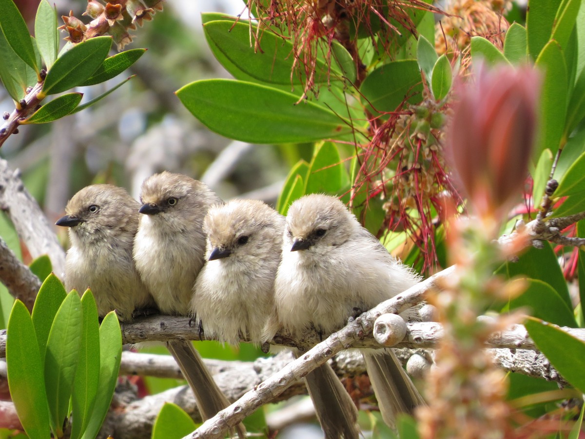 Bushtit - Alane Gray