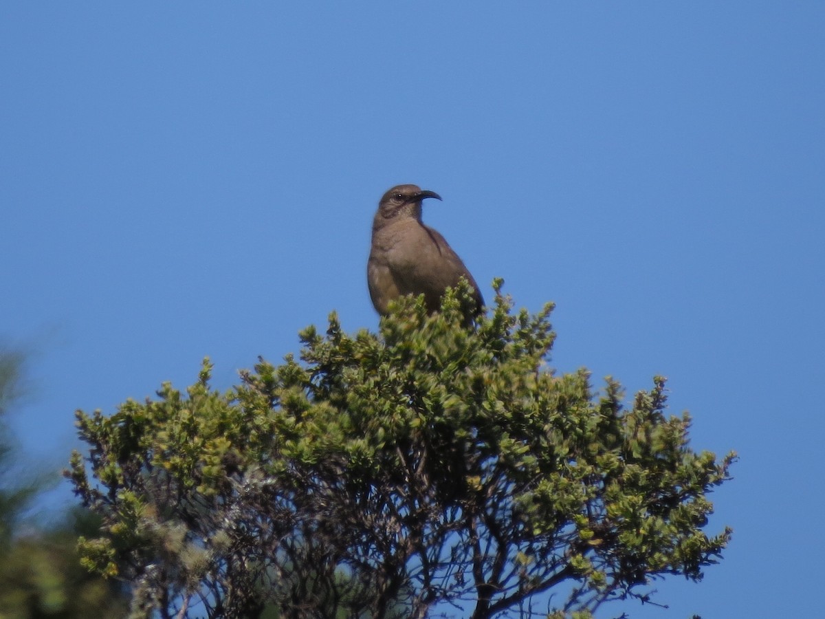 California Thrasher - ML108353291