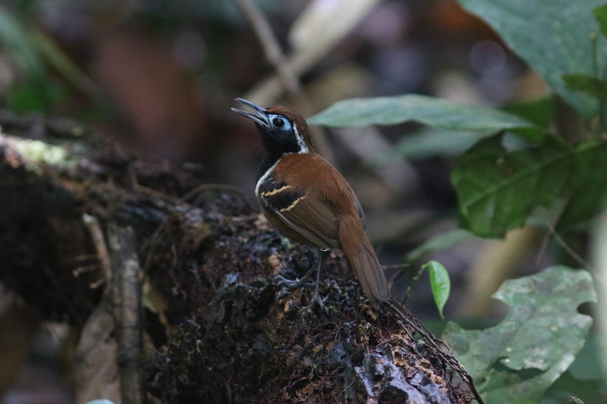 Ferruginous-backed Antbird - Andre Moncrieff