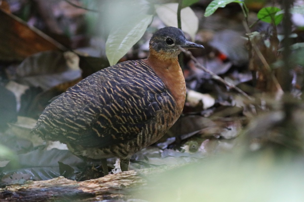 Variegated Tinamou - Andre Moncrieff