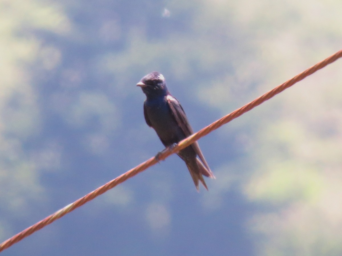 Purple Martin - ML108353911