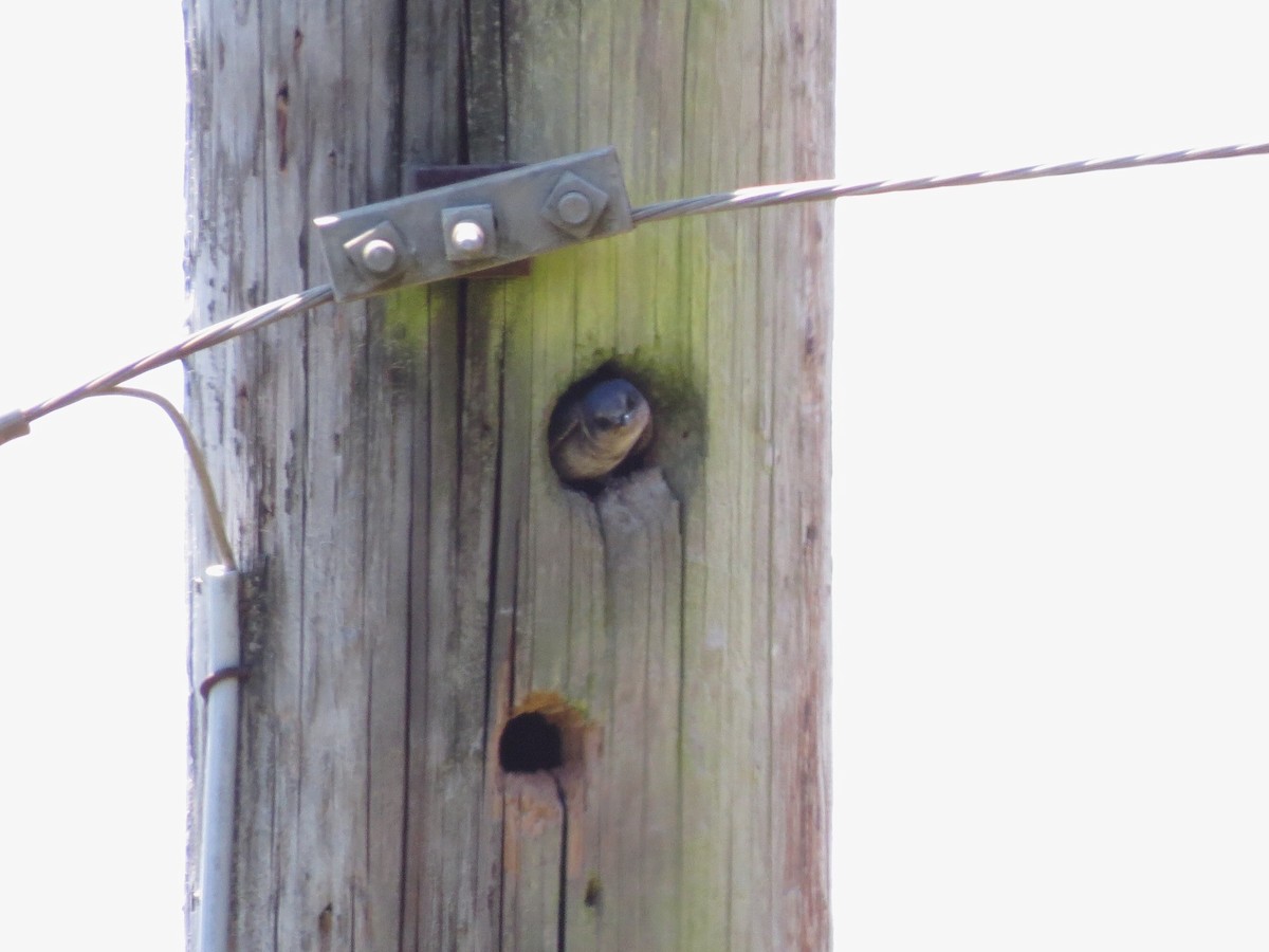 Purple Martin - ML108353921