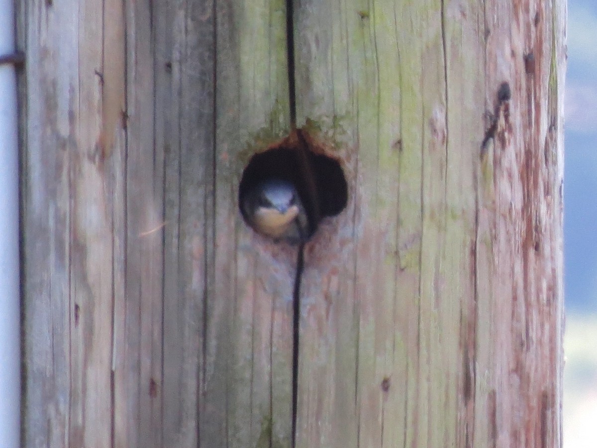 Purple Martin - ML108353931