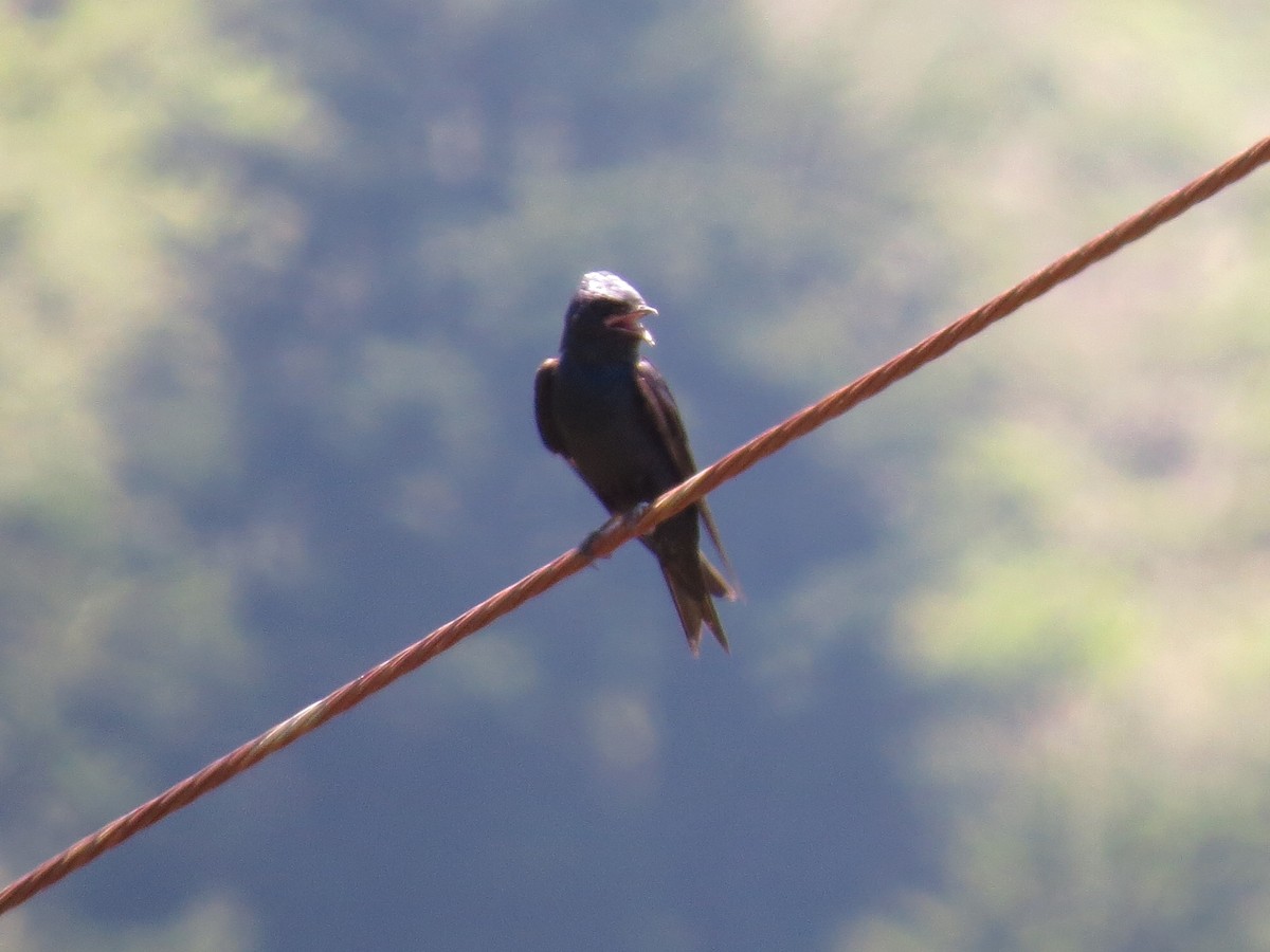 Purple Martin - ML108353981