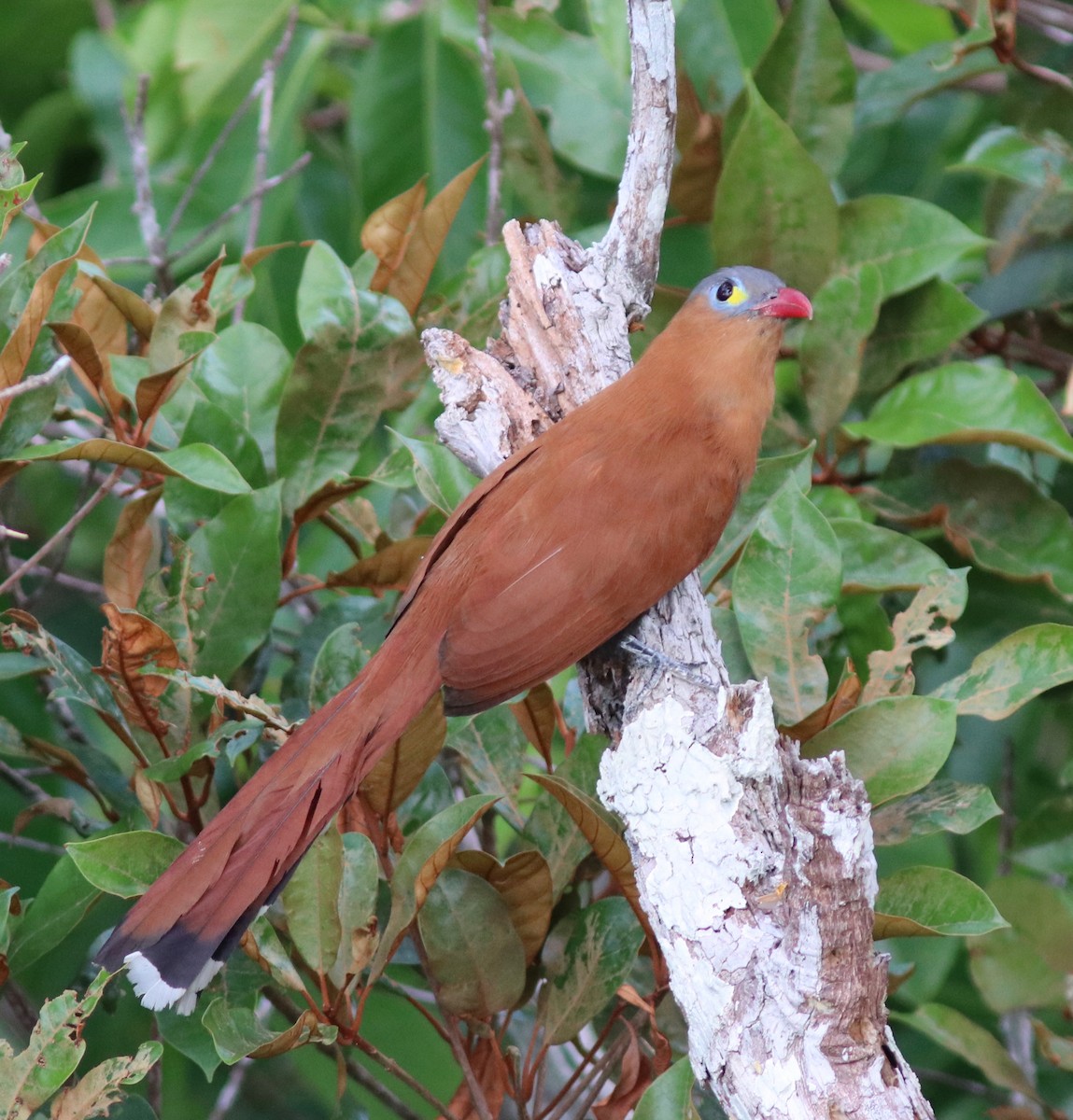 Black-bellied Cuckoo - ML108355511