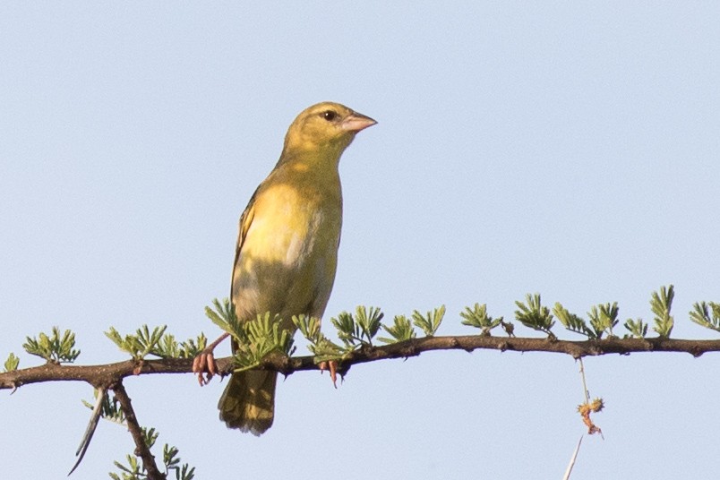 White-bellied Canary - Garrett Lau