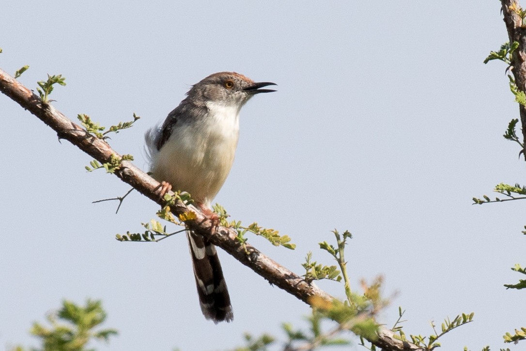 Red-fronted Prinia - Garrett Lau