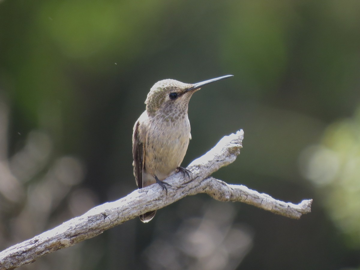 Anna's Hummingbird - ML108356321