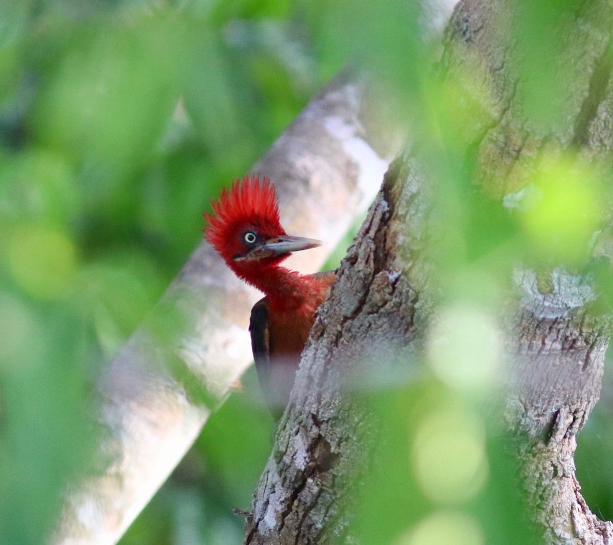 Pic à cou rouge - ML108357521