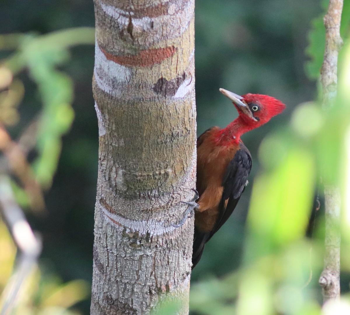 Red-necked Woodpecker - Andre Moncrieff