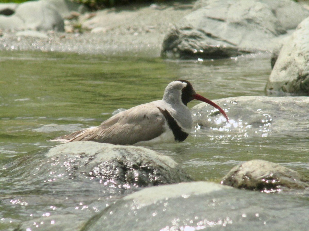 Bec-d'ibis tibétain - ML108357601