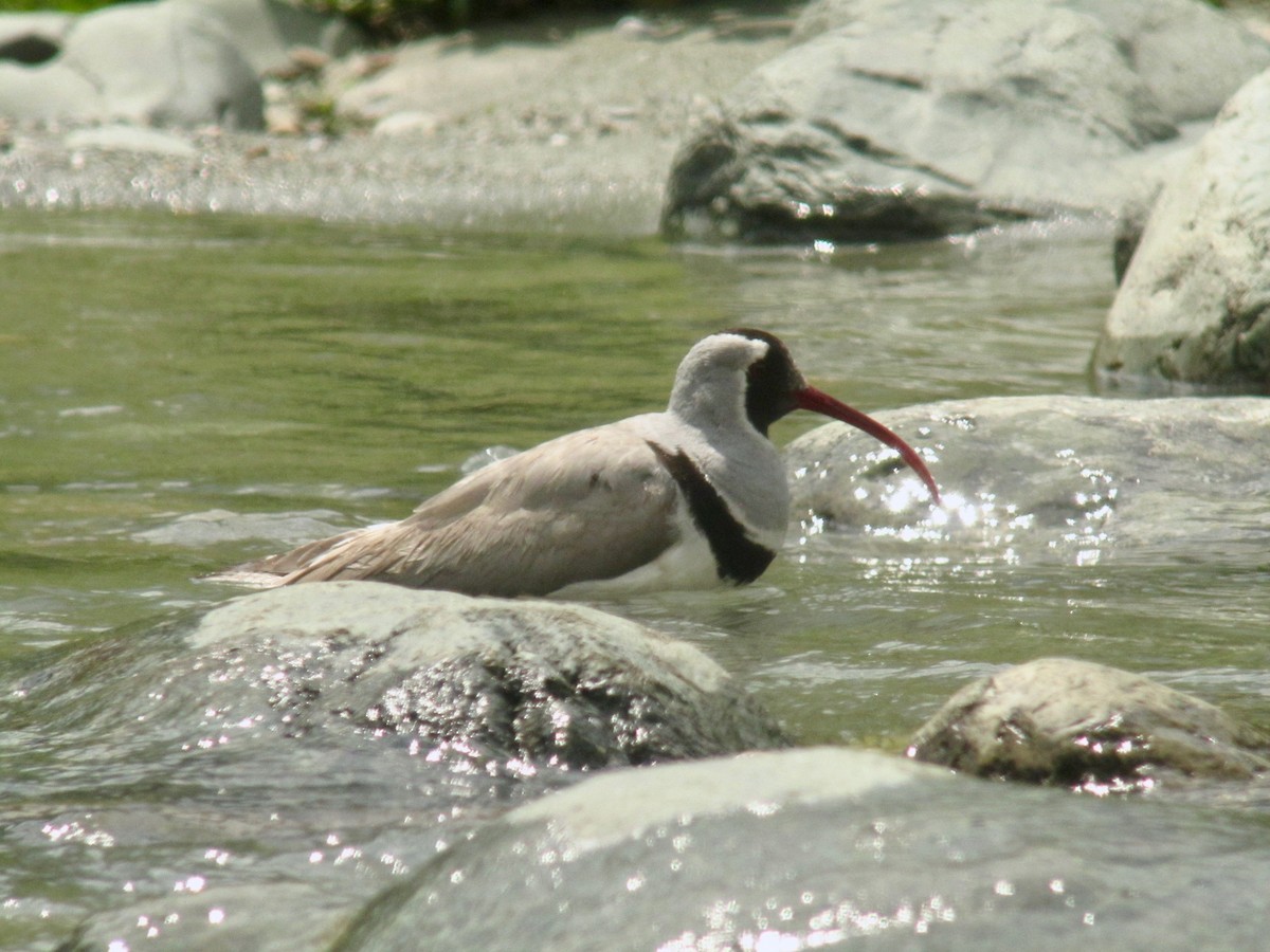 Ibisbill - ML108357601