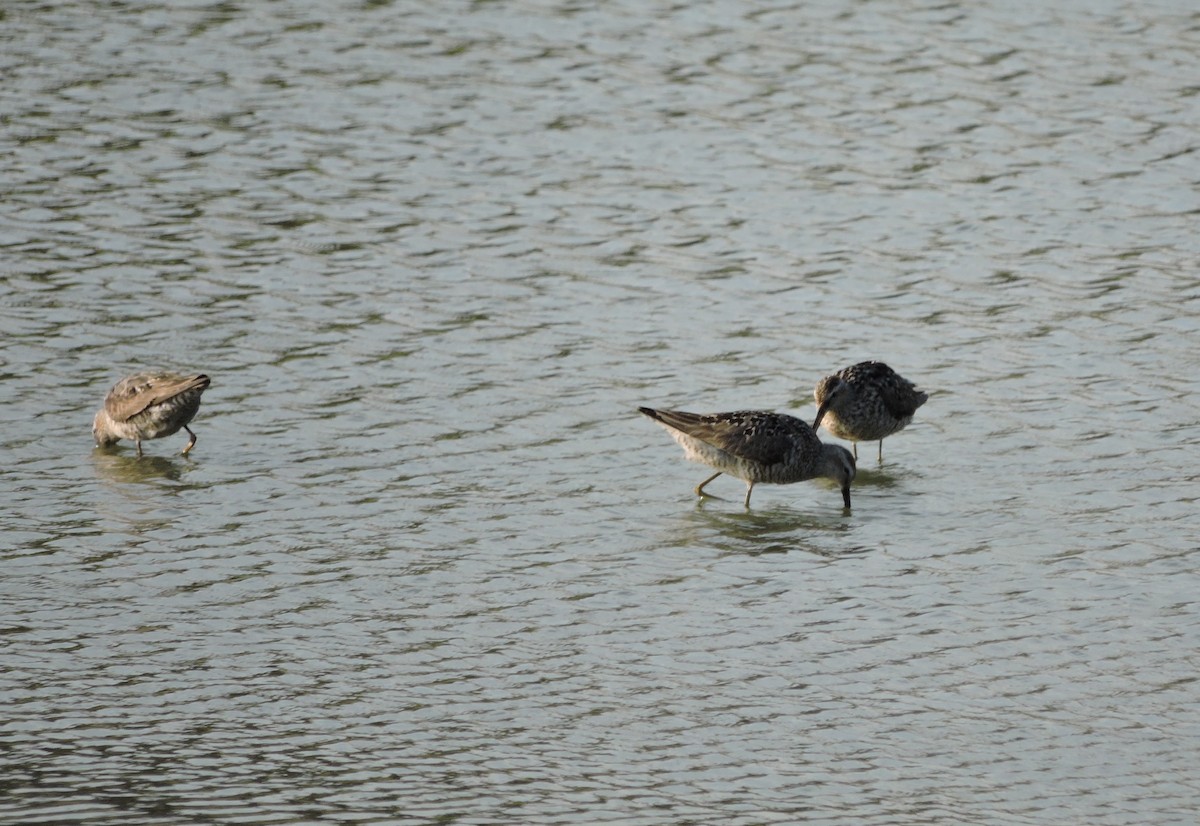 Stilt Sandpiper - ML108358651