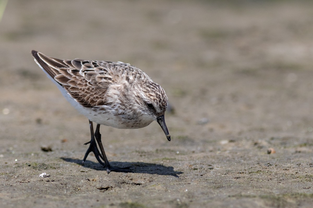 Semipalmated Sandpiper - Eric Zawatski