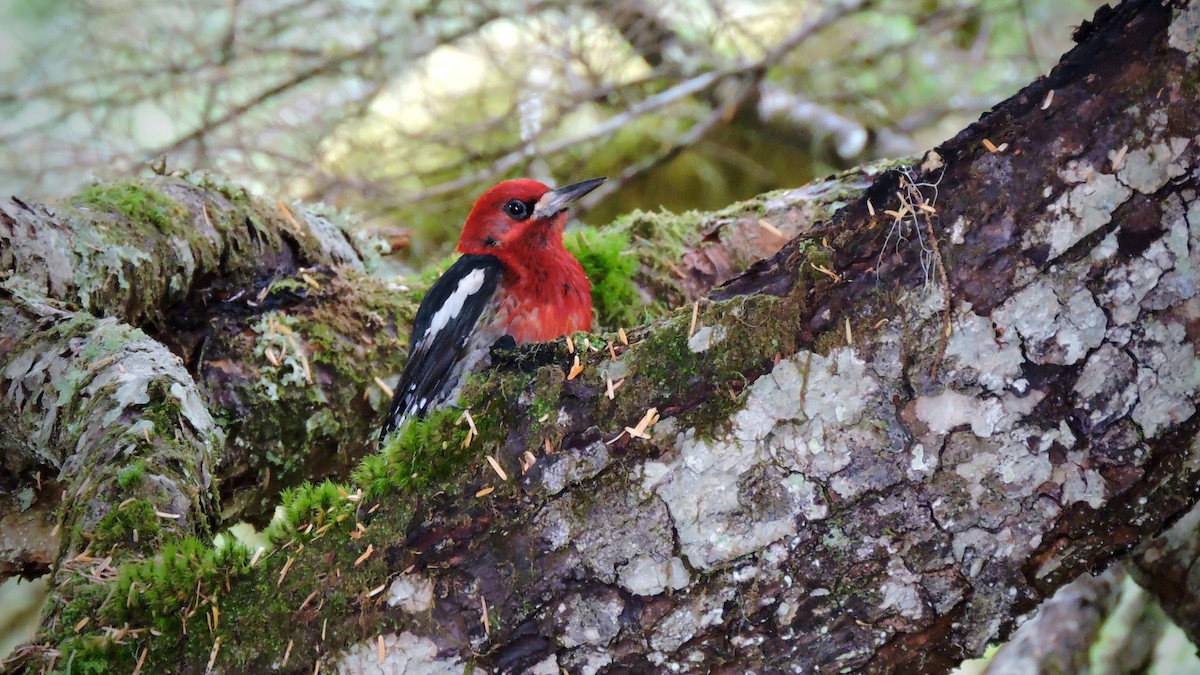 Red-breasted Sapsucker - ML108360851