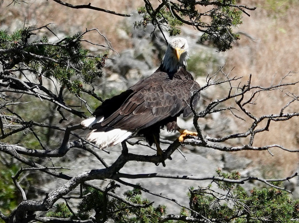 Bald Eagle - ML108361081