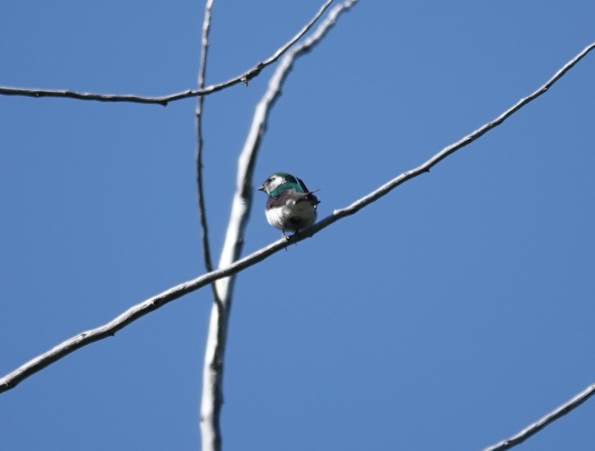 Violet-green Swallow - ML108361141