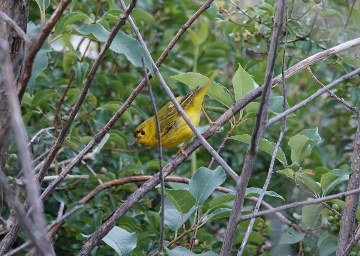 Yellow Warbler - ML108361361