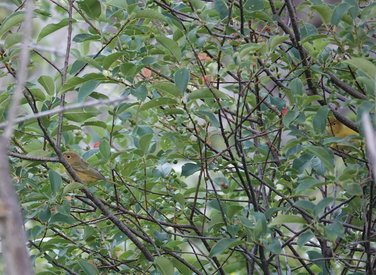 Yellow Warbler - ML108361401