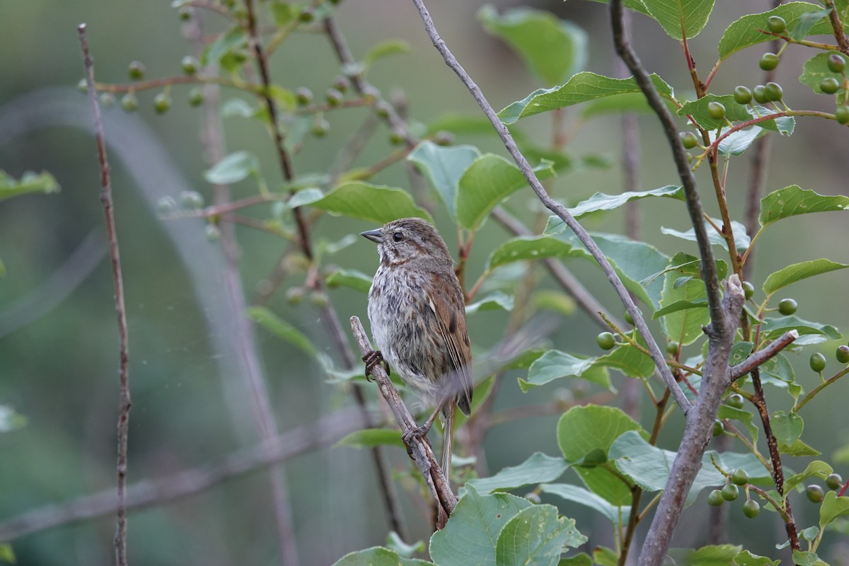 Song Sparrow - ML108361681