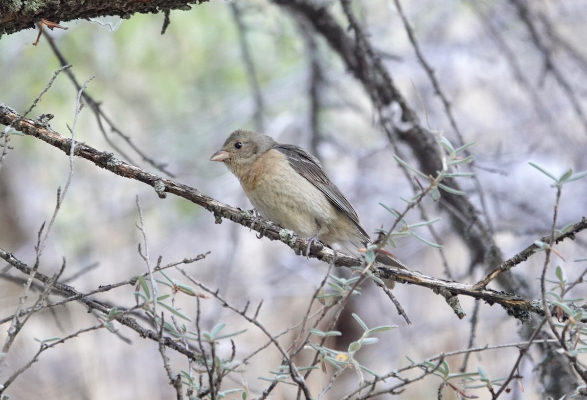Lazuli Bunting - ML108361891