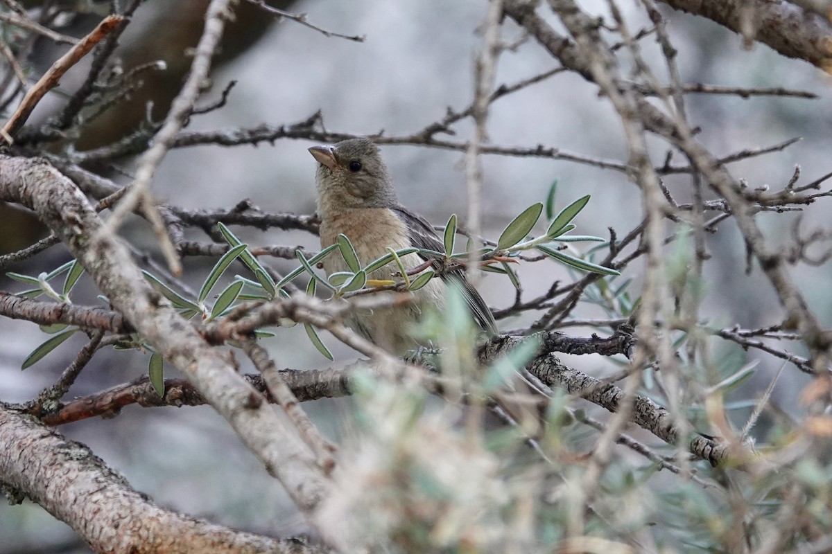 Lazuli Bunting - ML108361921