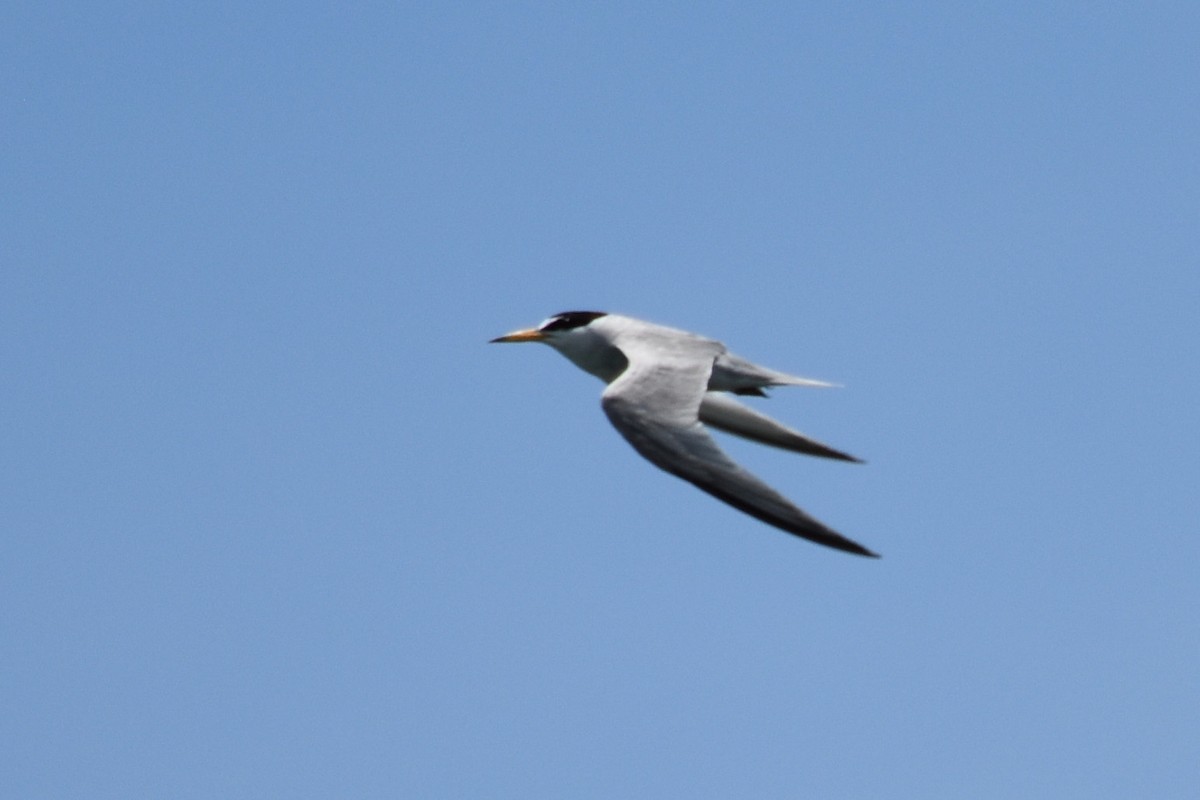 Least Tern - ML108362921