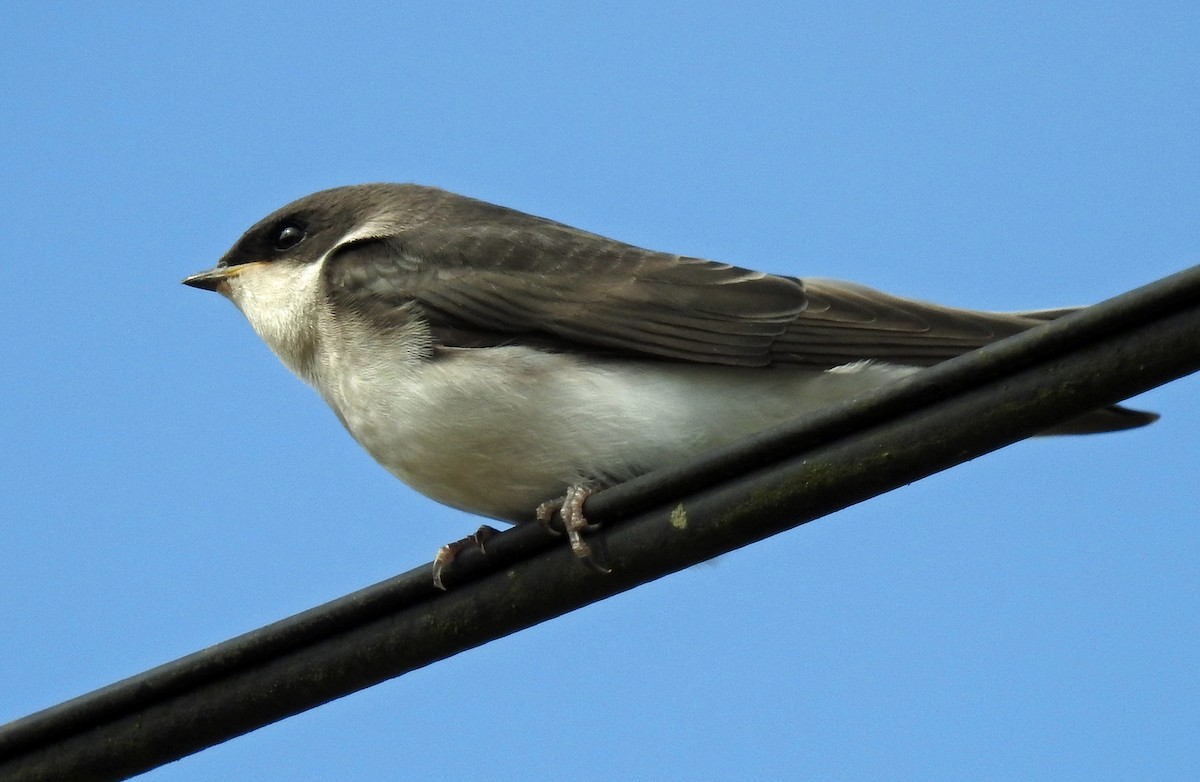 Hirondelle bicolore - ML108363681