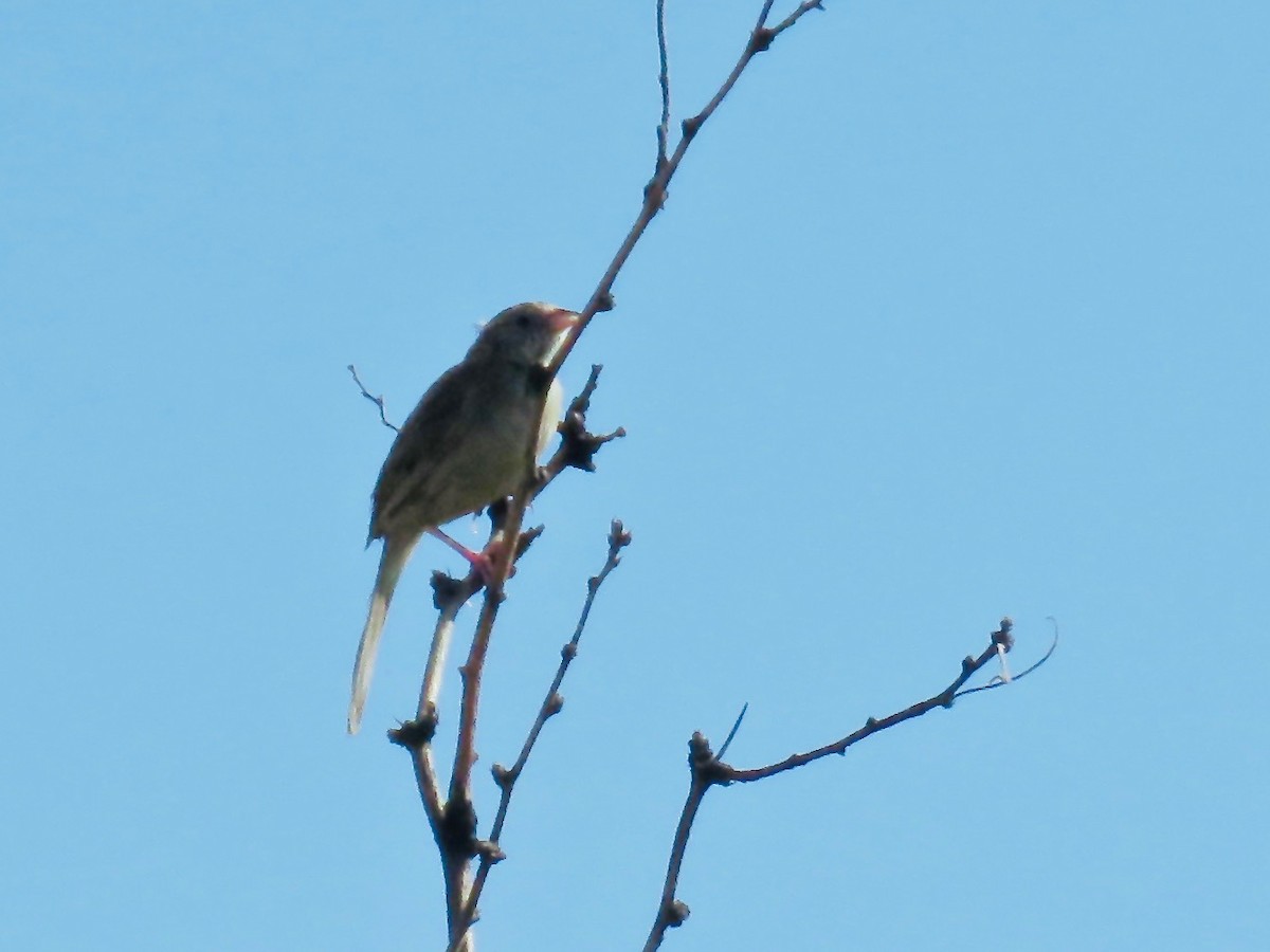 Grasshopper Sparrow - Babs Buck