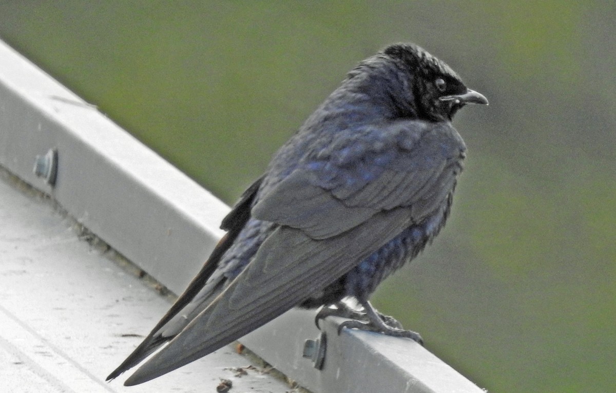 Purple Martin - ML108366781